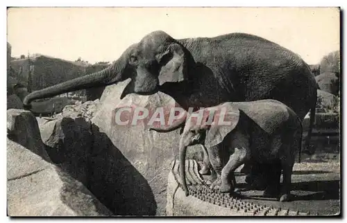 Ansichtskarte AK Museum National D&#39Histoire Naturelle Parc Zoologique Du Bois De Vincennes Paris Elephant Mich