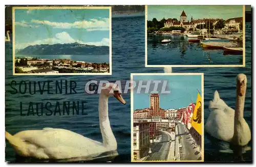 Cartes postales Souvenir de Lausanne Cygnes Suisse