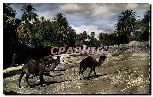 Cartes postales Le Sud Algerien Scenes et Types Un Oued Dans le Sud Chameaux