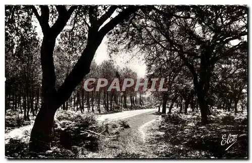 Cartes postales La Lande Foret de Pins et de Chenes Liege