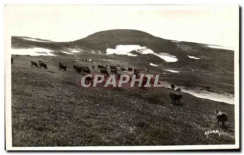 Cartes postales Le Plomb De Cantal Vaches