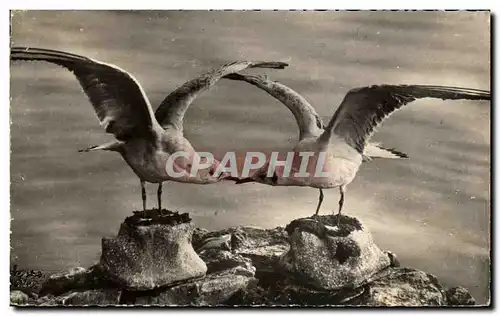 Cartes postales moderne Le Lac Leman Les Mouettes