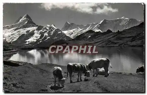 Cartes postales Grindelwald Bachsee Am Faulhorn Suisse Vaches