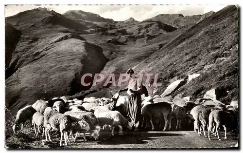 Ansichtskarte AK Les pyrenees Troupeau de Moutons