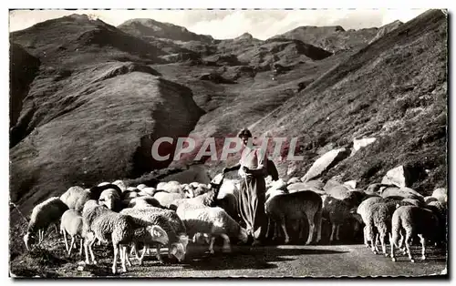 Cartes postales Les pyrenees Troupeau de Moutons