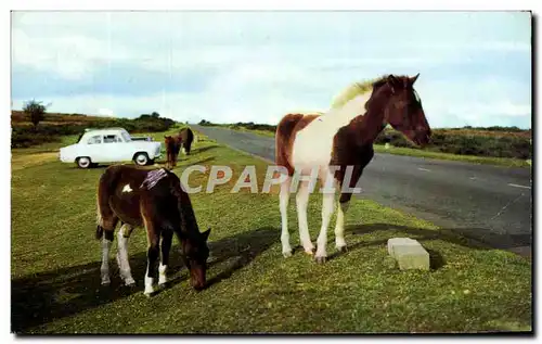 Ansichtskarte AK Dartmoor Ponies Poney cheval