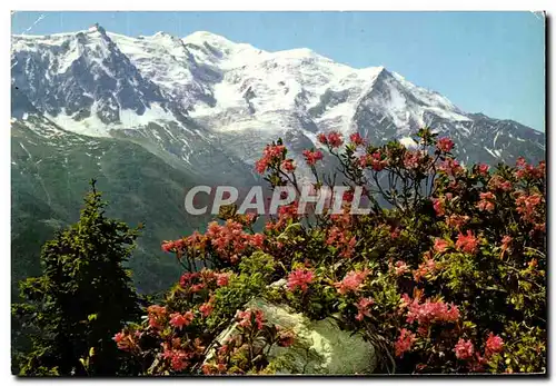 Cartes postales moderne Au Pays Du Mont Blanc Massif Aiguille du Midi et Mont Blanc Fieurs de Rhododendrons