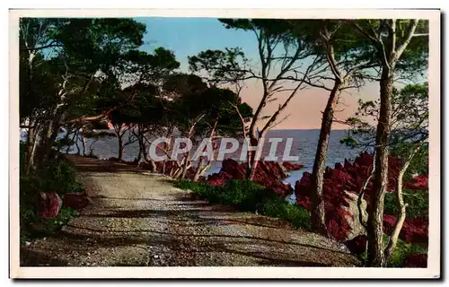 Cartes postales La Cote D&#39Azur Le Chemin sous les Pins