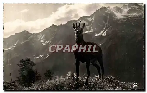 Cartes postales moderne Vallee De Chamonix Un Chamois