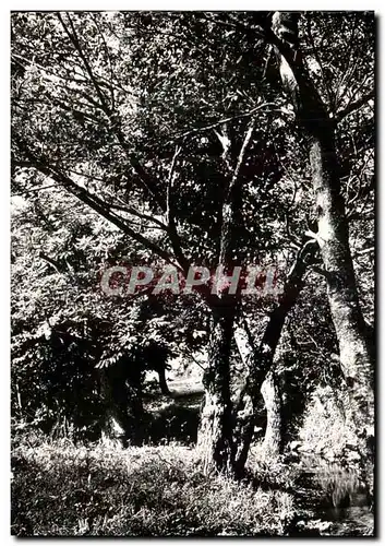 Cartes postales moderne La garde Freinet Sous Bois