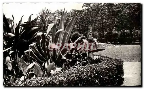 Cartes postales moderne Hyeres Les Palmiers Jardins Aphonse Denis