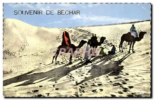 Cartes postales Souvenir De Bechar Chameau