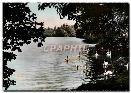 Cartes postales Lyon Parc de la Tete d&#39or Les Cygnes