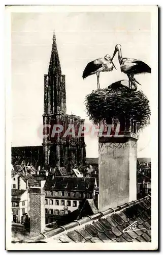 Cartes postales Strasbourg Les Cigognes