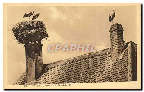 Cartes postales Les Cigognes En Alsace