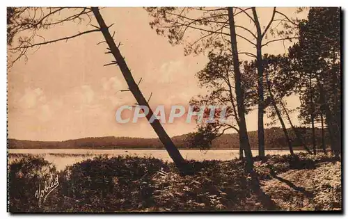 Ansichtskarte AK Dans les Landes de Gascogne Les Pins