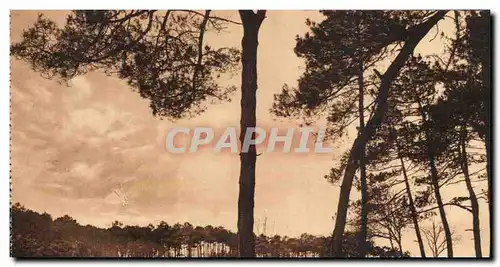 Cartes postales Dans les Landes de Gascogne Les Pins