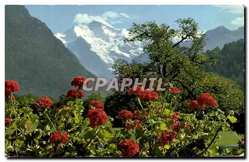 Cartes postales moderne Interlaken Jungfrau