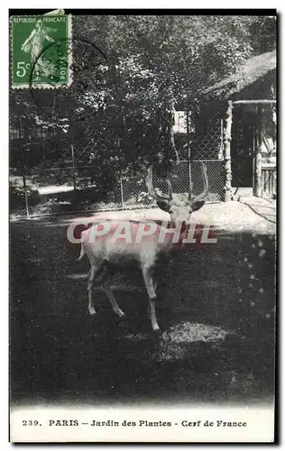 Cartes postales Paris Jardin des Plantes Cerf de France