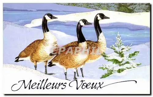 Cartes postales moderne Meilleurs Voeux canards oies sauvages