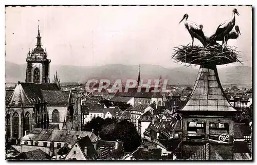 Cartes postales moderne Colmar Vue generale Cigognes