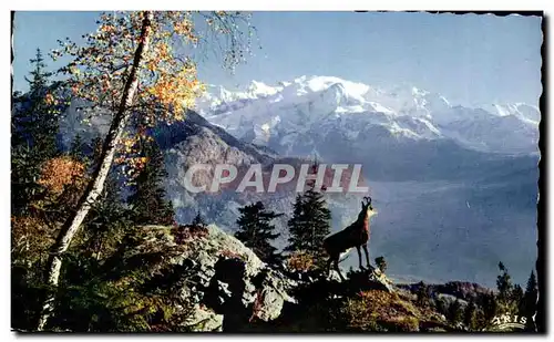 Cartes postales moderne Le Chamois Des Alpes