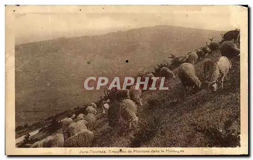 Cartes postales Jura Touriste Troupeau de Moutons dans la Montagne