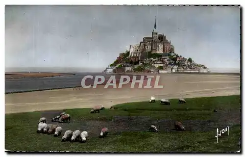 Cartes postales moderne Mont Saint Michel Vue generale et le Couesnon Moutons