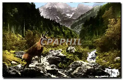 Cartes postales Vallee D&#39Aure Isard sur les Pentes du Pic d&#39Aret