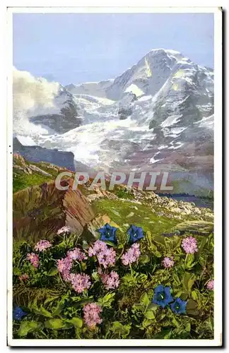 Cartes postales Primula Farinosa u Gentiana Acaulis Kl Scheldegg Berner Oberland