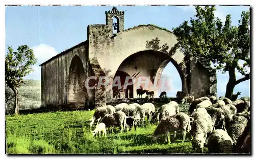 Cartes postales moderne La Provence Une Vielle Chapelle Moutons