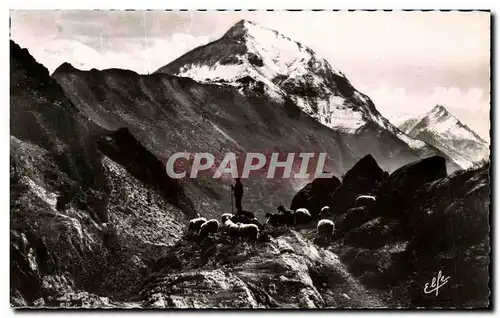 Cartes postales Tabeaux Pyreneens Un Troupeau Dans La Houte Montagne