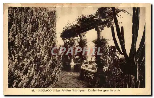 Cartes postales Monaco Les Jardins Exotiques Euphorbes Grandicornis