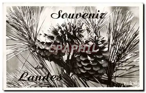 Cartes postales Souvenir des Landes Pommes de pins