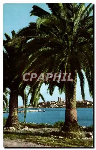 Cartes postales moderne Antibes Vue sur la Vieille palmier