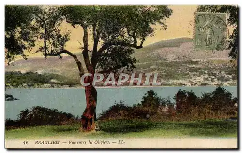 Cartes postales Beaulieu Vue Entre Les Oliviers