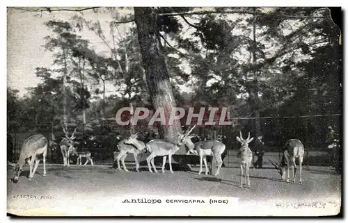 Cartes postales Antilope Cervicapra Inde Publicite Creme Franco Russe Drouet