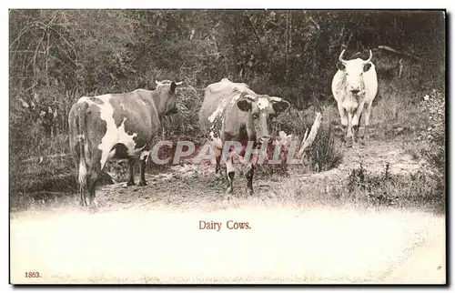 Cartes postales Dairy Cows