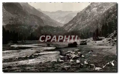 Ansichtskarte AK Environs De Cauterets Paturage Dans La Vallee Du Marcadau