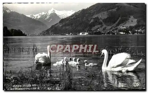 Cartes postales idyll am Zeller See Mit Kitzsteinhorn Cygnes