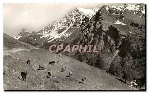 Cartes postales Les Alpes Saint Veran Paturages tete des Tailles Pic de la Farneireta