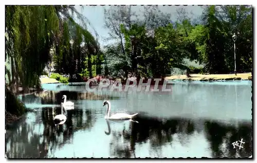 Cartes postales Pau Le Parc Beaumont Cygnes