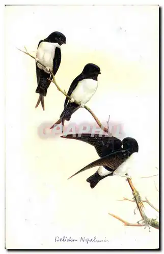 Cartes postales Oiseaux Delichon Nipalensis