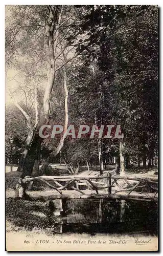 Cartes postales Lyon Un Sous Bois au Parc de la Tete d&#39Or