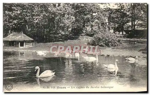 Cartes postales Tours Les cygnes Du Jardin Botanique