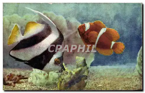Cartes postales moderne Aquarium de Monaco Heniochus Macrolepidotus