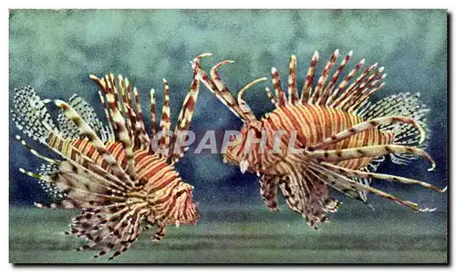 Cartes postales moderne Aquarium de Monaco Rascasse exotique