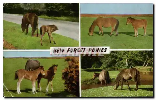 Ansichtskarte AK New Forest Ponies poney