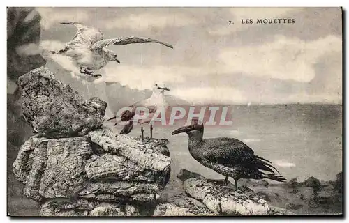 Cartes postales Les Mouettes oiseaux