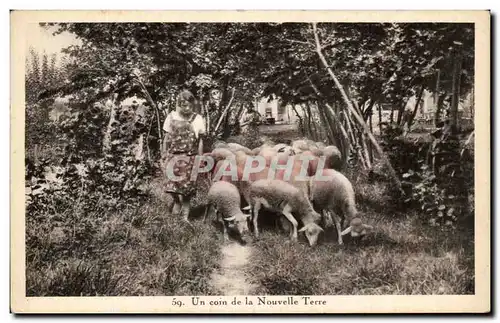 Ansichtskarte AK Un coin de la Nouvelle Terre Moutons